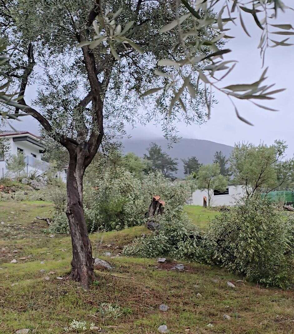 Özgür Özel’in Milas Ziyareti Öncesi  CHP Milas İlçe Başkanının Zeytin Ağaçlarını Kestiği İddiası 3